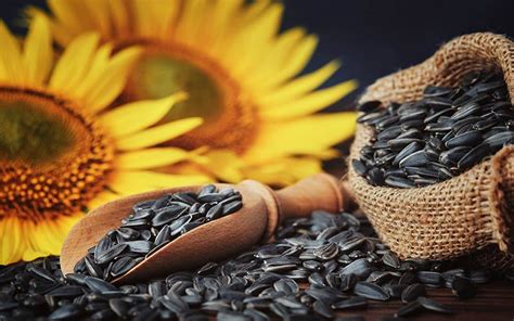 Pipas girasol PenalbaWeb.com