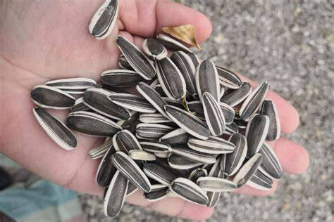 Pipas PenalbaWeb.com
