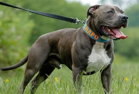 Pit bull blue PenalbaWeb.com