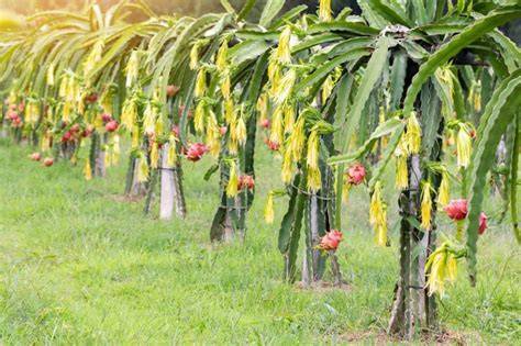 Pitahaya planta PenalbaWeb.com