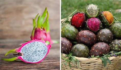 Pitaya pitahaya PenalbaWeb.com