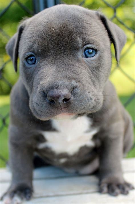 Pitbull blue PenalbaWeb.com
