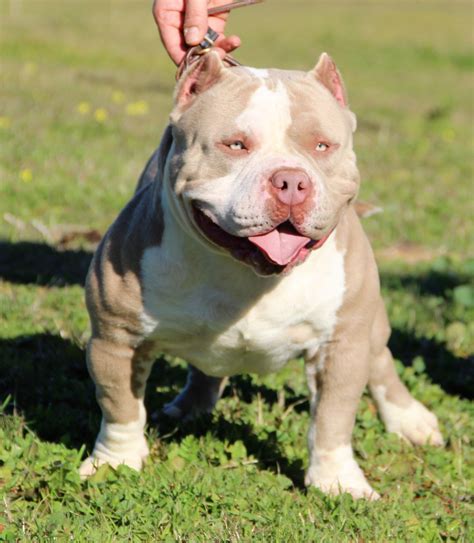 Pitbull bully PenalbaWeb.com