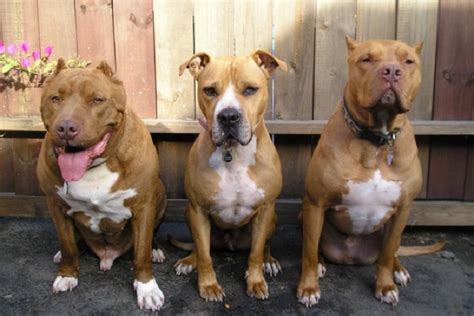 Pitbull mexicano PenalbaWeb.com