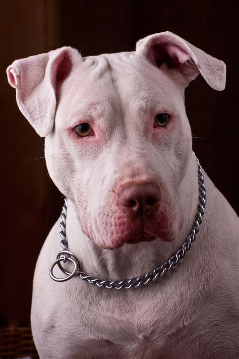 Pitbull PenalbaWeb.com
