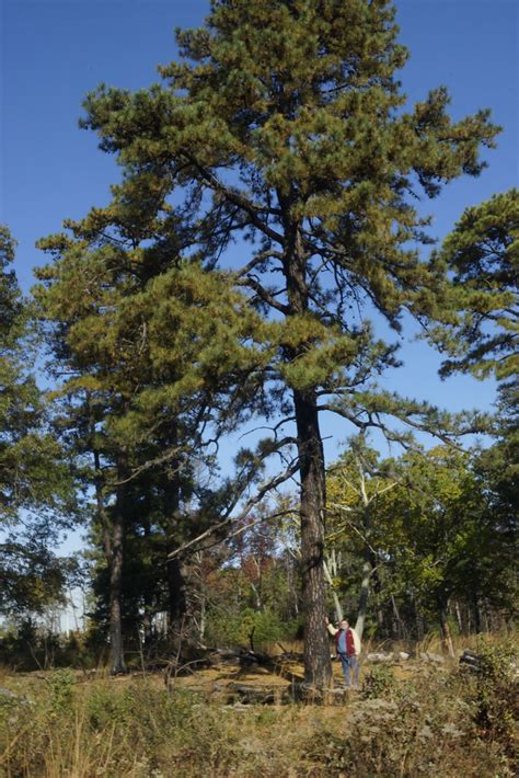 Pitch pine PenalbaWeb.com