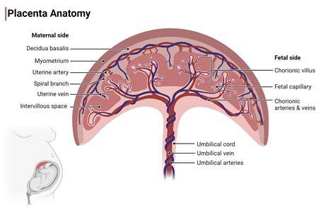 Placenta PenalbaWeb.com