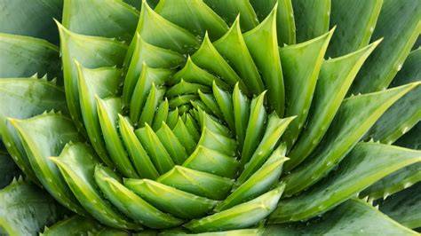 Plant o PenalbaWeb.com