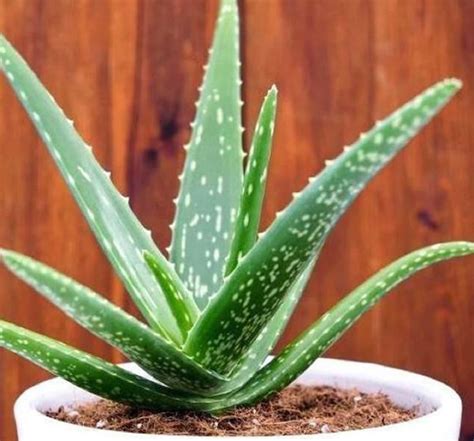 Planta de aloe vera PenalbaWeb.com