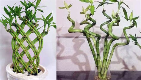 Planta bambu PenalbaWeb.com
