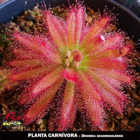Planta carnivora drosera PenalbaWeb.com