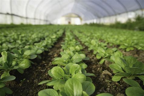 Planta cultivo PenalbaWeb.com