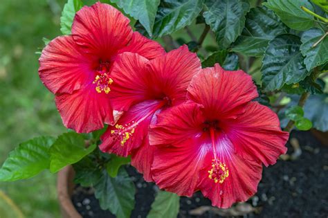 Planta hibiscus PenalbaWeb.com