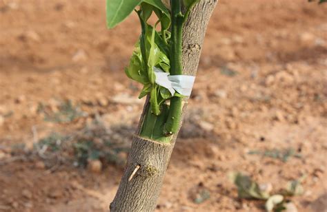 Planta injertada PenalbaWeb.com
