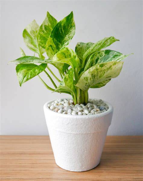 Planta interior PenalbaWeb.com
