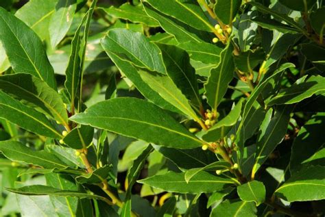 Planta laurel PenalbaWeb.com