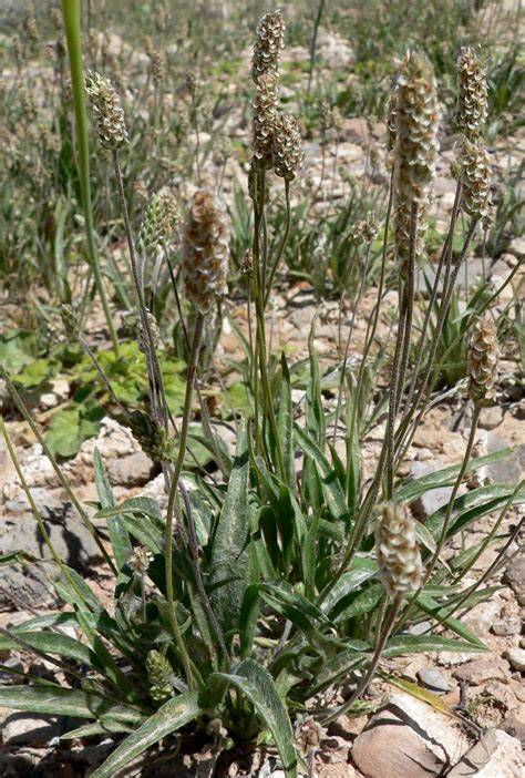 Plantago ovata PenalbaWeb.com