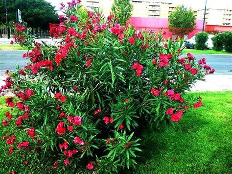 Plantas adelfa PenalbaWeb.com
