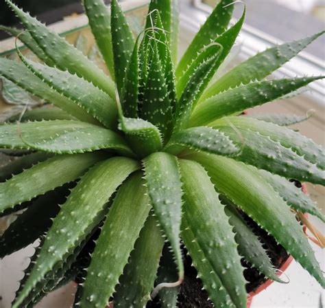 Plantas aloe PenalbaWeb.com