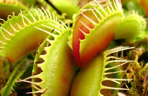 Plantas carnivoras PenalbaWeb.com
