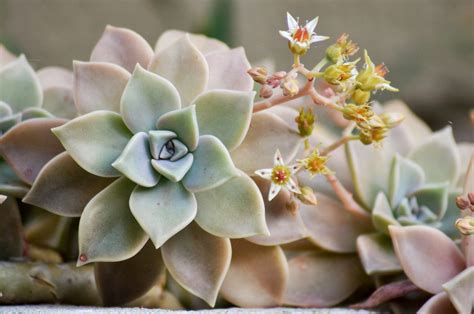 Plantas crasas PenalbaWeb.com