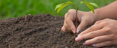 Plantas ecologicas PenalbaWeb.com