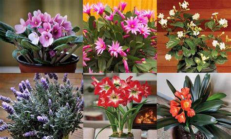 Plantas flores PenalbaWeb.com
