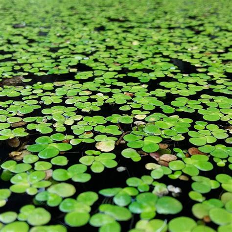 Plantas flotantes estanque PenalbaWeb.com