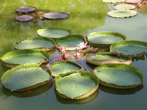 Plantas flotantes PenalbaWeb.com