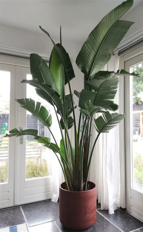 Plantas grandes PenalbaWeb.com