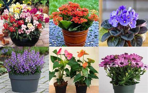 Plantas maceta PenalbaWeb.com