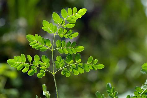 Plantas moringa PenalbaWeb.com