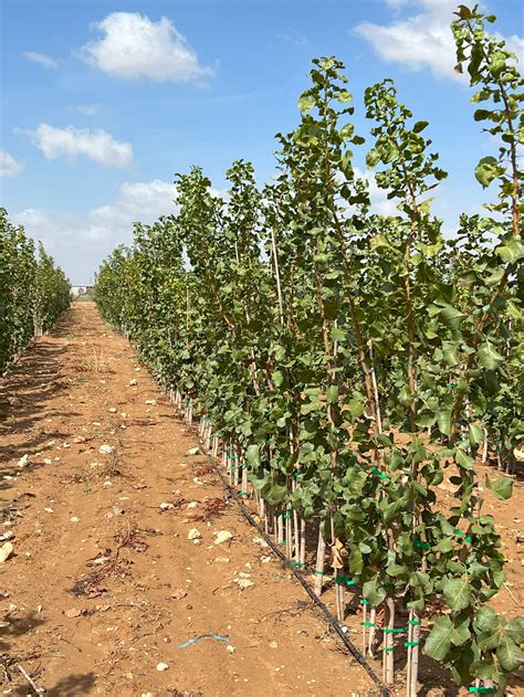 Plantas pistacho PenalbaWeb.com