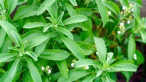 Plantas stevia PenalbaWeb.com