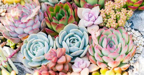 Plantas suculentas PenalbaWeb.com