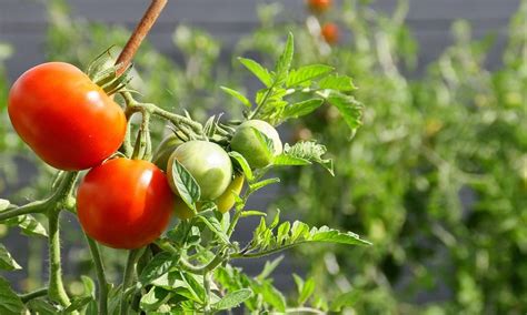 Plantas de tomate PenalbaWeb.com