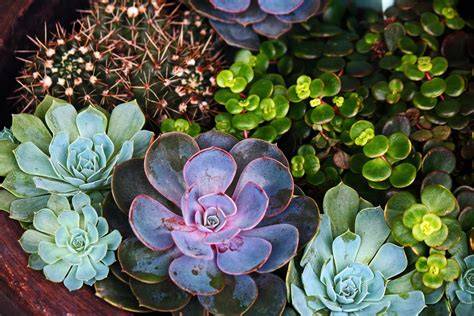 Plantas varias PenalbaWeb.com