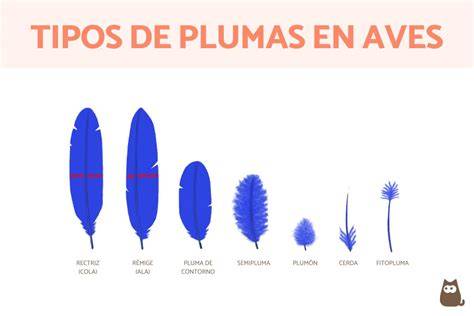 Plumas PenalbaWeb.com