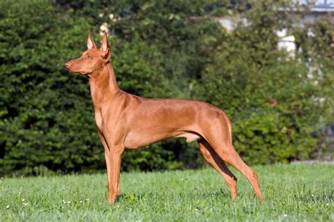 Podenco andaluz PenalbaWeb.com