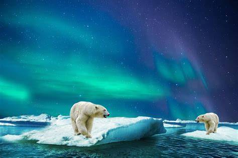 Polar PenalbaWeb.com
