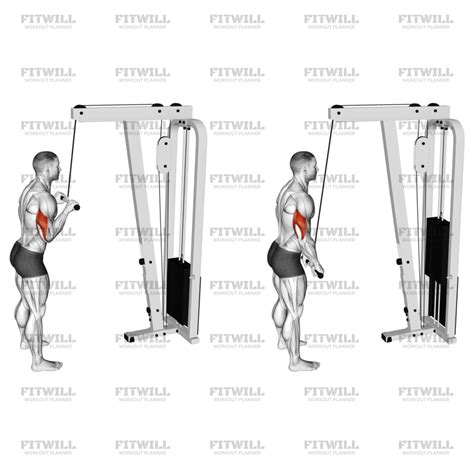 Polea triceps PenalbaWeb.com