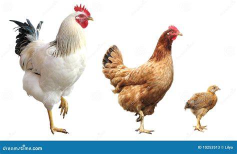 Pollo gallina PenalbaWeb.com