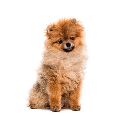 Pomerania ver PenalbaWeb.com