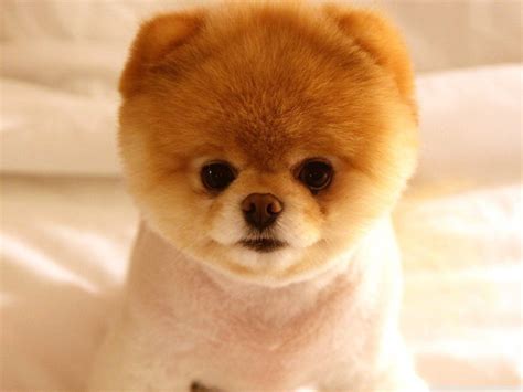 Pomerania PenalbaWeb.com