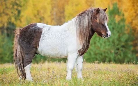 Ponis PenalbaWeb.com