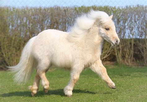Pony shetland PenalbaWeb.com