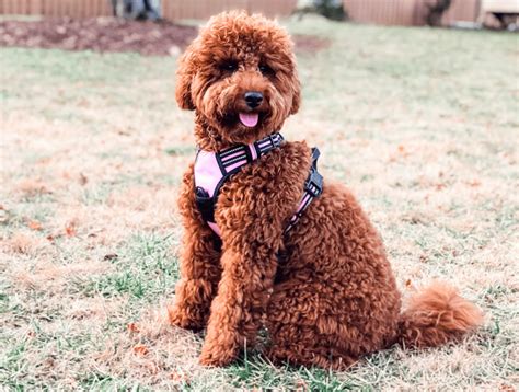 Poodle golden PenalbaWeb.com
