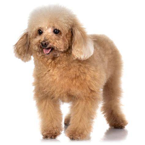 Poodle toy PenalbaWeb.com