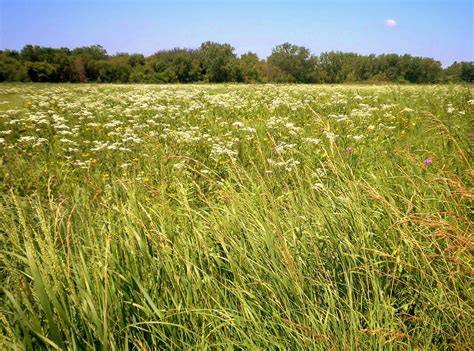 Prairie PenalbaWeb.com