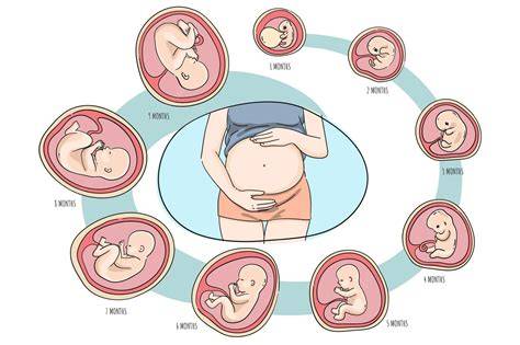 Prenatal bebe PenalbaWeb.com